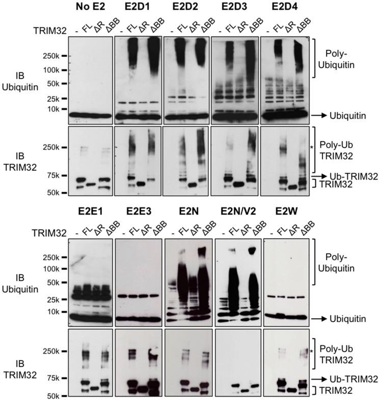 https://cdn.ncbi.nlm.nih.gov/pmc/blobs/3bc6/6468550/80f92f1ca755/cells-08-00254-g004.jpg