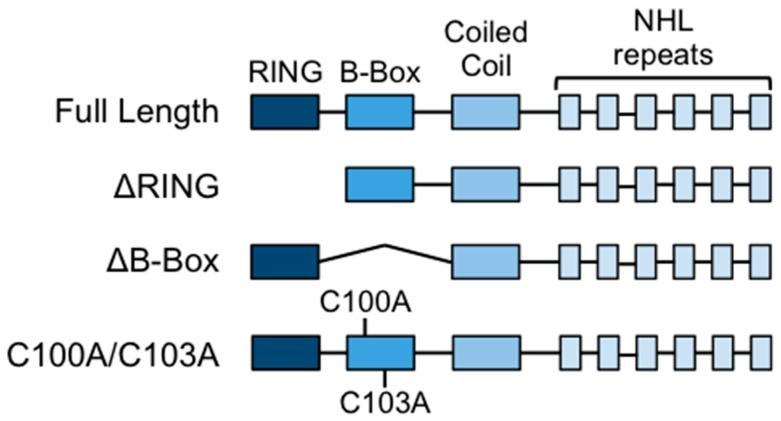 https://cdn.ncbi.nlm.nih.gov/pmc/blobs/3bc6/6468550/a71d9e246665/cells-08-00254-g001.jpg