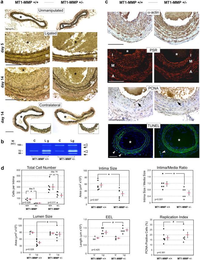 https://cdn.ncbi.nlm.nih.gov/pmc/blobs/3bcb/2212885/d596b519c5e5/20050607f4.jpg