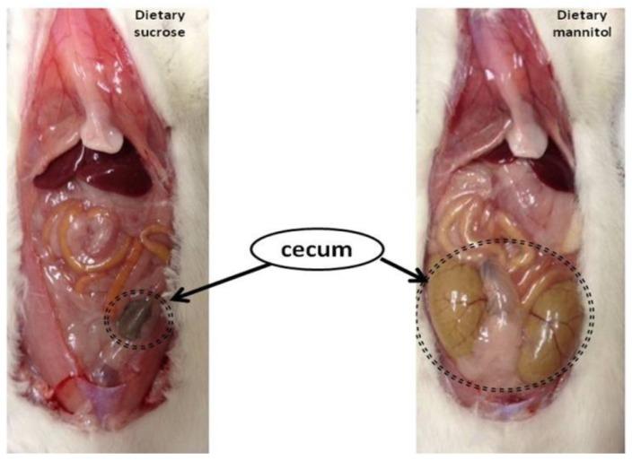 https://cdn.ncbi.nlm.nih.gov/pmc/blobs/3bcc/4632417/5579d6ffe8d1/nutrients-07-05397-g002.jpg