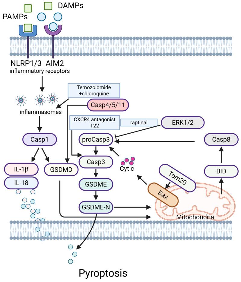 https://cdn.ncbi.nlm.nih.gov/pmc/blobs/3bd2/12026598/0cd562ea4a45/ijms-26-03475-g006.jpg