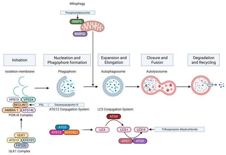 https://cdn.ncbi.nlm.nih.gov/pmc/blobs/3bd2/12026598/1648dba9781a/ijms-26-03475-g004.jpg