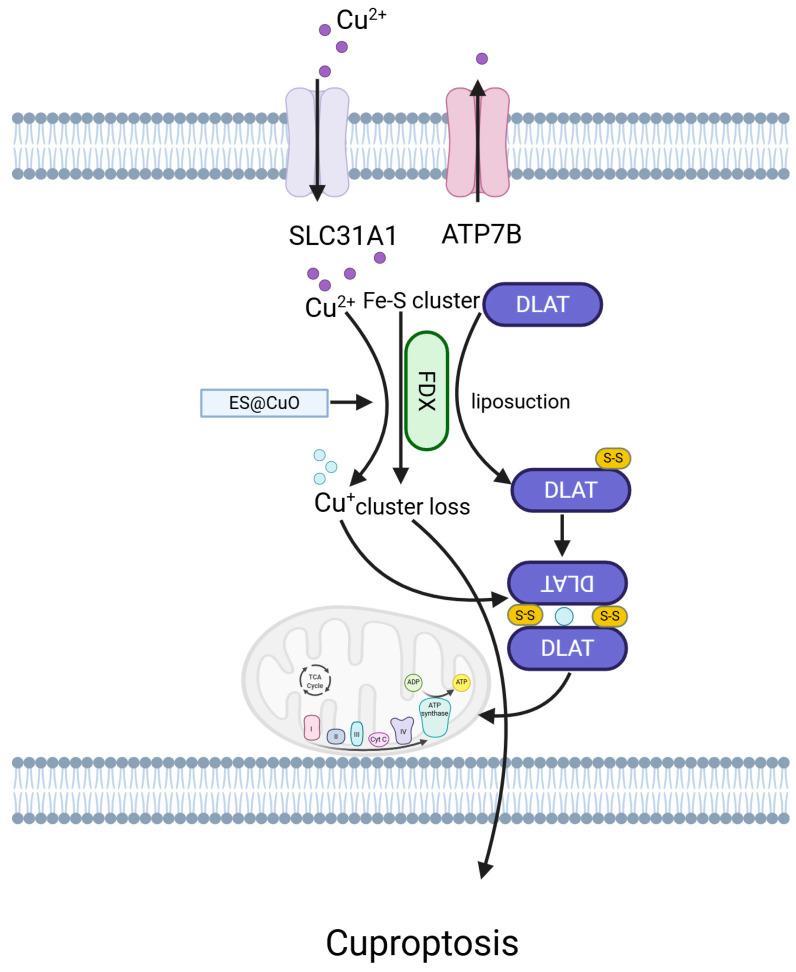 https://cdn.ncbi.nlm.nih.gov/pmc/blobs/3bd2/12026598/67e07ff1a383/ijms-26-03475-g008.jpg