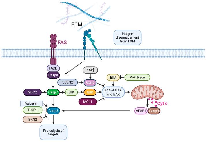 https://cdn.ncbi.nlm.nih.gov/pmc/blobs/3bd2/12026598/b10d81b00f9d/ijms-26-03475-g002.jpg