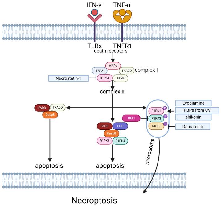 https://cdn.ncbi.nlm.nih.gov/pmc/blobs/3bd2/12026598/f8082b541b0c/ijms-26-03475-g005.jpg