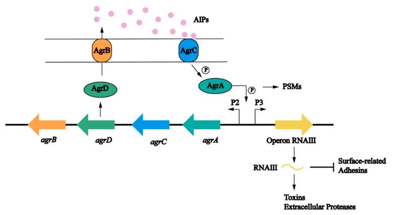 https://cdn.ncbi.nlm.nih.gov/pmc/blobs/3bde/9854888/99aad43d002d/antibiotics-12-00012-g004.jpg