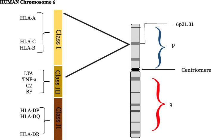 https://cdn.ncbi.nlm.nih.gov/pmc/blobs/3bdf/7773422/a34a220a7739/43042_2020_122_Fig2_HTML.jpg