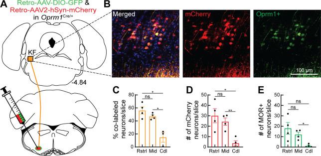 https://cdn.ncbi.nlm.nih.gov/pmc/blobs/3be4/10317500/3dcae25a1384/elife-81119-fig5.jpg
