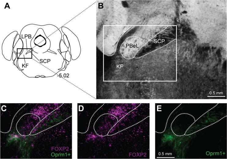 https://cdn.ncbi.nlm.nih.gov/pmc/blobs/3be4/10317500/42d9dd3463d4/elife-81119-fig6-figsupp1.jpg