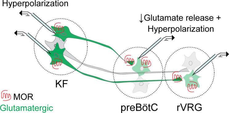 https://cdn.ncbi.nlm.nih.gov/pmc/blobs/3be4/10317500/5e2c4214bad3/elife-81119-fig8.jpg