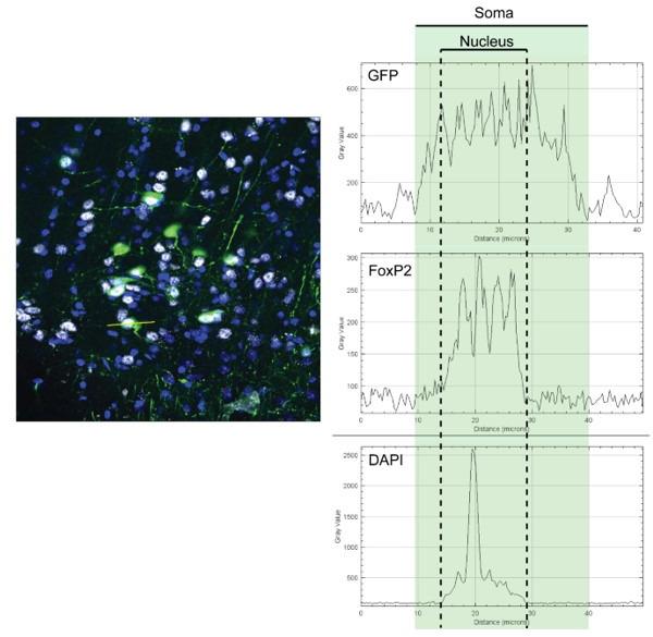 https://cdn.ncbi.nlm.nih.gov/pmc/blobs/3be4/10317500/a425ce29e421/elife-81119-sa2-fig1.jpg