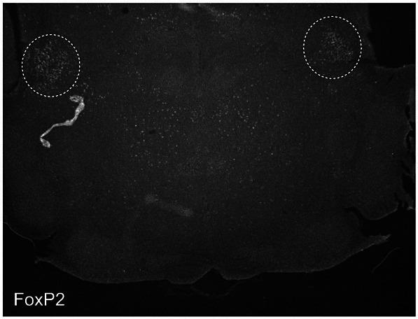 https://cdn.ncbi.nlm.nih.gov/pmc/blobs/3be4/10317500/b138f8676d9f/elife-81119-sa2-fig3.jpg