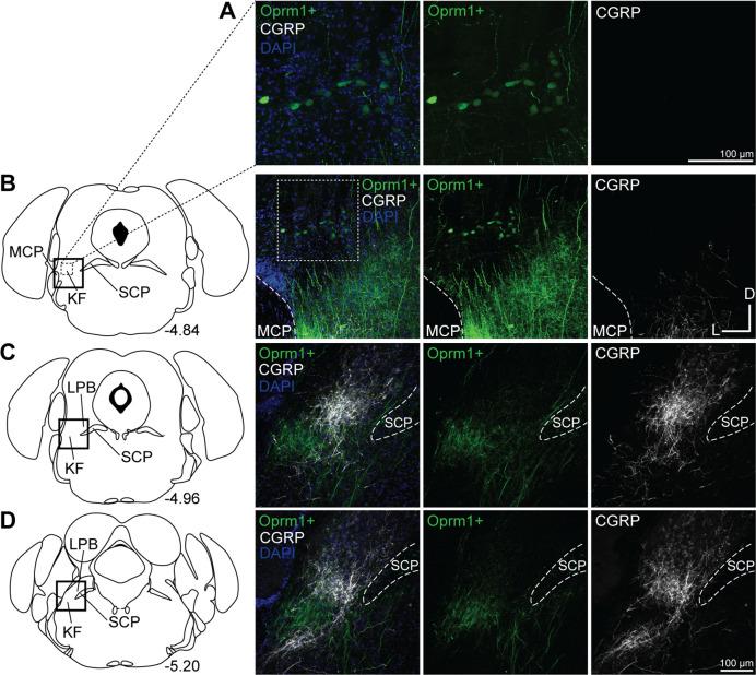 https://cdn.ncbi.nlm.nih.gov/pmc/blobs/3be4/10317500/e441a022db34/elife-81119-fig7.jpg