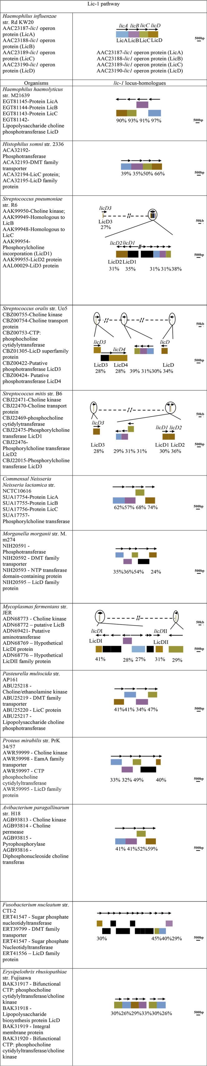 https://cdn.ncbi.nlm.nih.gov/pmc/blobs/3bea/10434233/5d5592871aa9/spectrum.01583-23-f002.jpg