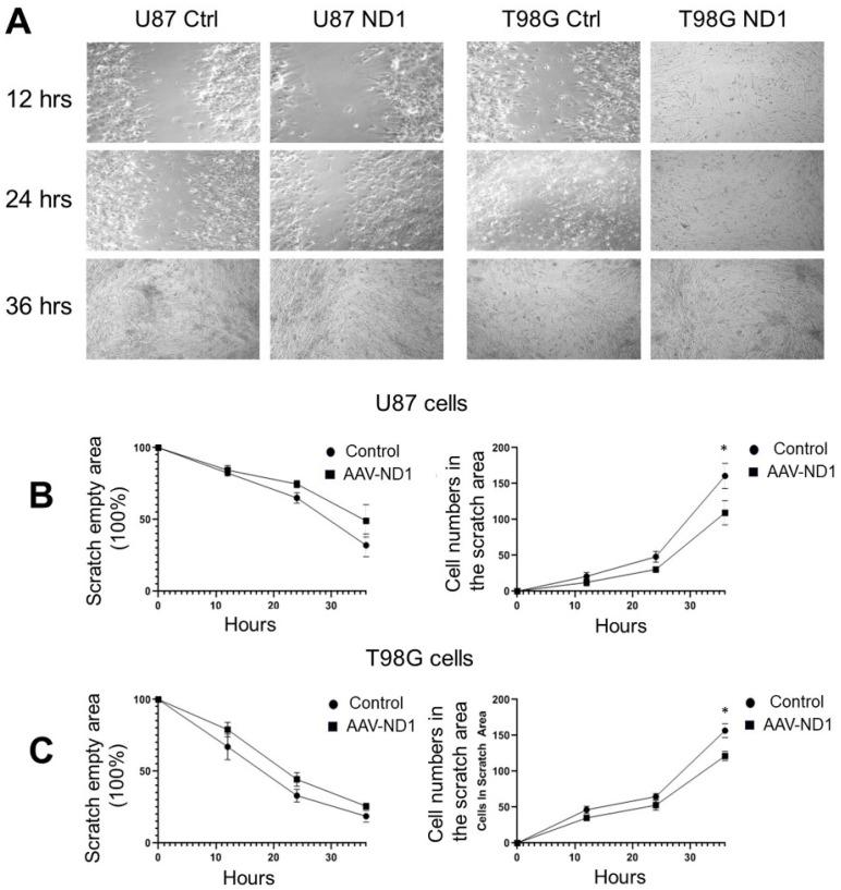 https://cdn.ncbi.nlm.nih.gov/pmc/blobs/3bea/11171681/b79eec753ab9/cells-13-00897-g004.jpg