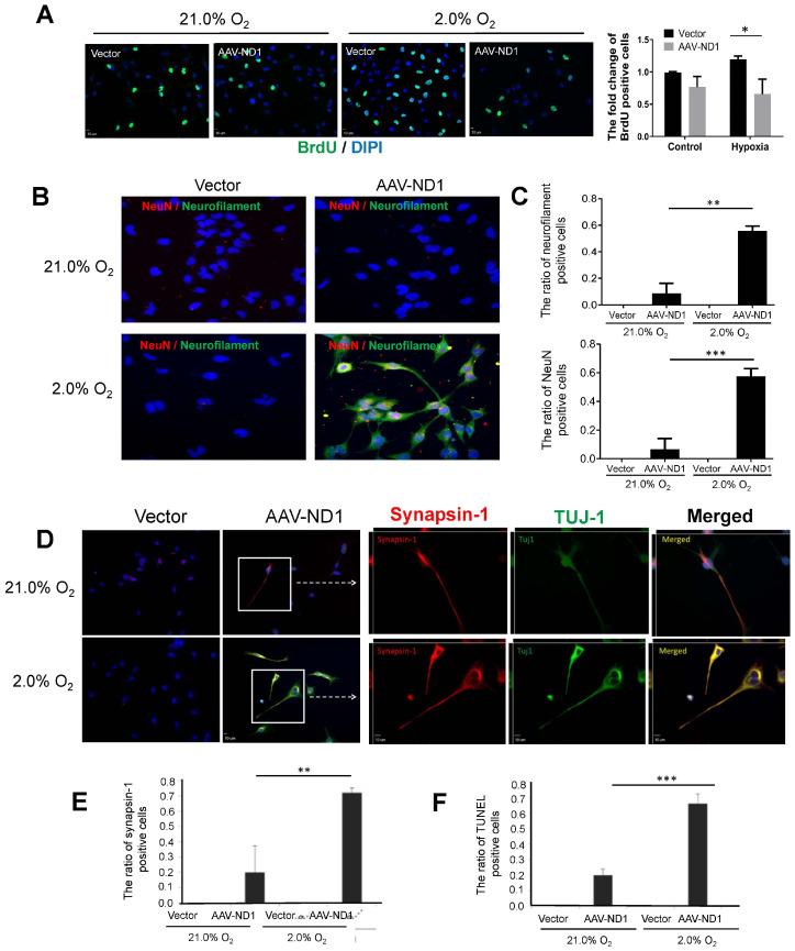 https://cdn.ncbi.nlm.nih.gov/pmc/blobs/3bea/11171681/bddcc69b564f/cells-13-00897-g003.jpg
