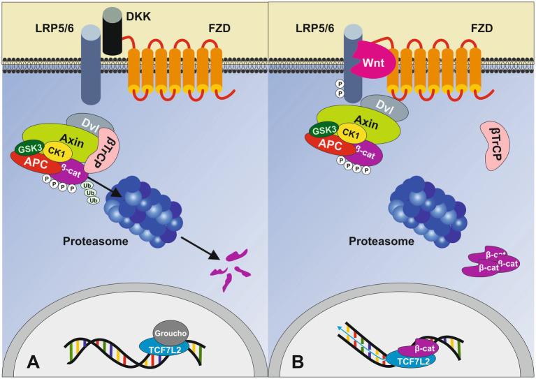 https://cdn.ncbi.nlm.nih.gov/pmc/blobs/3bf1/12341479/7cd792f48bf3/fnut-12-1652297-g001.jpg