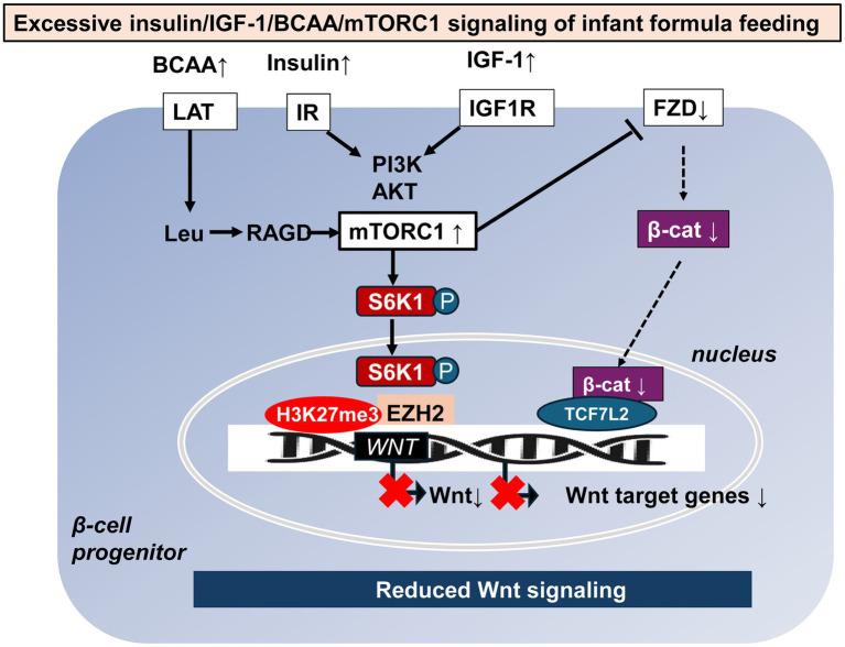 https://cdn.ncbi.nlm.nih.gov/pmc/blobs/3bf1/12341479/f3bbe4ba1d23/fnut-12-1652297-g003.jpg