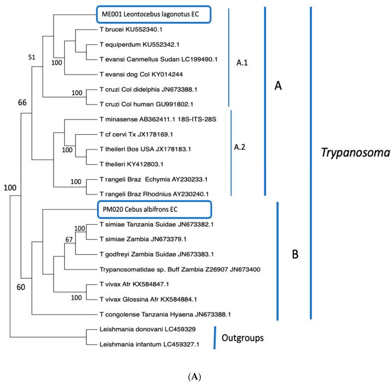 https://cdn.ncbi.nlm.nih.gov/pmc/blobs/3bf4/9785249/6a41ee77d070/pathogens-11-01490-g002a.jpg