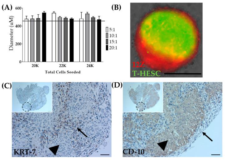 https://cdn.ncbi.nlm.nih.gov/pmc/blobs/3bf9/7700676/2ca088e6afd5/biomedicines-08-00525-g007.jpg