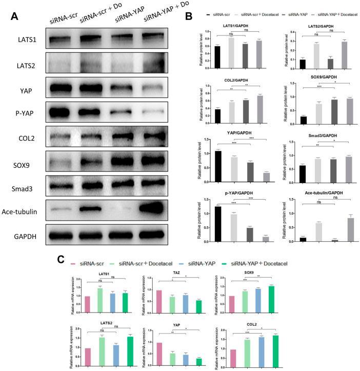 https://cdn.ncbi.nlm.nih.gov/pmc/blobs/3bfa/9909034/56aefdec0003/fphar-14-1102318-g005.jpg