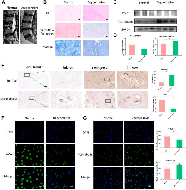 https://cdn.ncbi.nlm.nih.gov/pmc/blobs/3bfa/9909034/71751af96ee8/fphar-14-1102318-g001.jpg