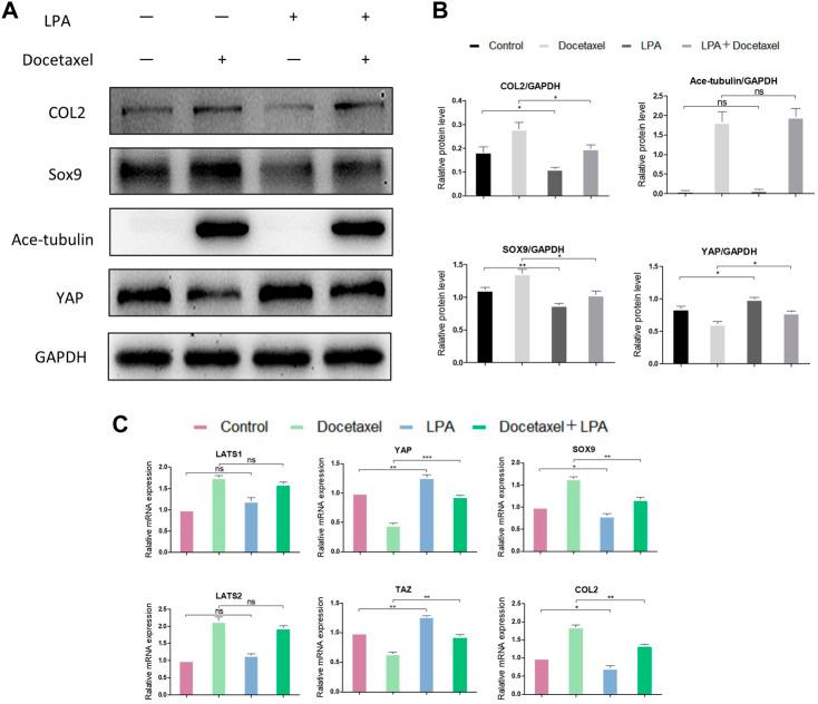https://cdn.ncbi.nlm.nih.gov/pmc/blobs/3bfa/9909034/be34a6eee50a/fphar-14-1102318-g006.jpg