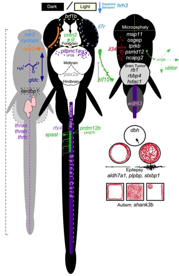 https://cdn.ncbi.nlm.nih.gov/pmc/blobs/3bff/7324878/a0ef08eb587f/CN-18-136_F2.jpg