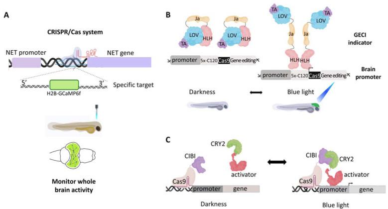 https://cdn.ncbi.nlm.nih.gov/pmc/blobs/3bff/7324878/d5940d664909/CN-18-136_F3.jpg