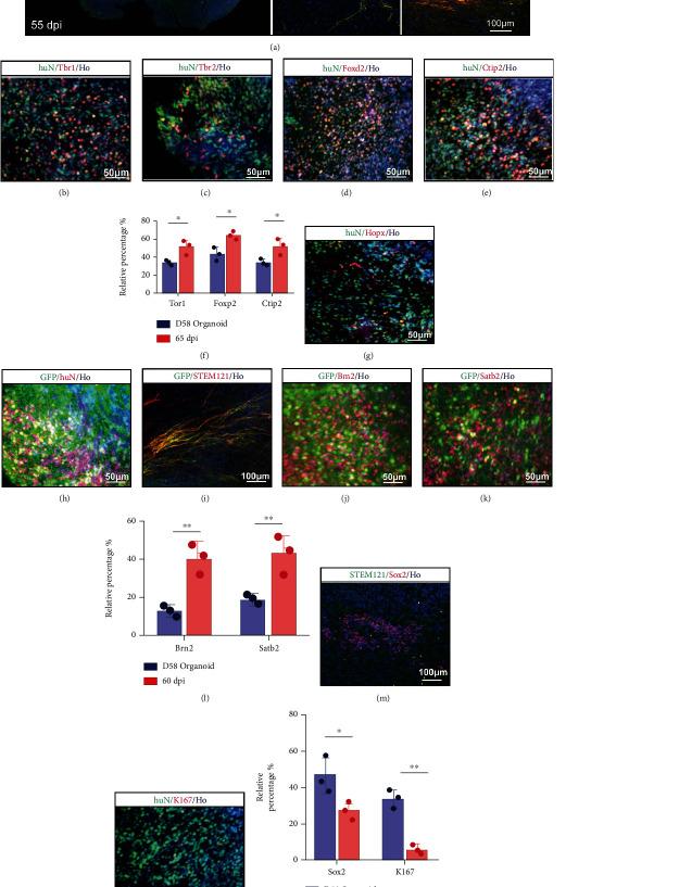 https://cdn.ncbi.nlm.nih.gov/pmc/blobs/3c01/8629662/fa20873e28b1/OMCL2021-6338722.003.jpg