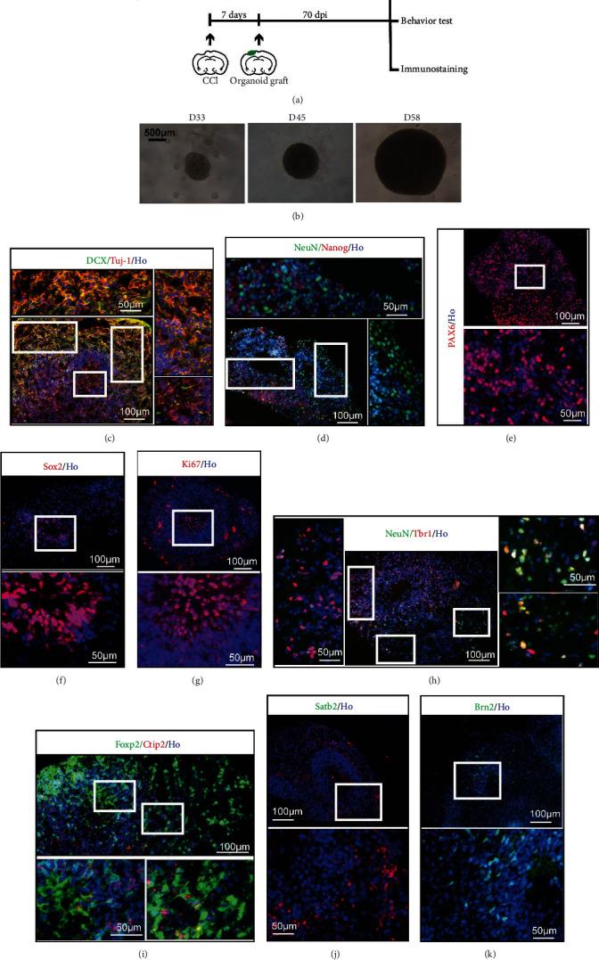 https://cdn.ncbi.nlm.nih.gov/pmc/blobs/3c01/8629662/fcd61be1f699/OMCL2021-6338722.001.jpg
