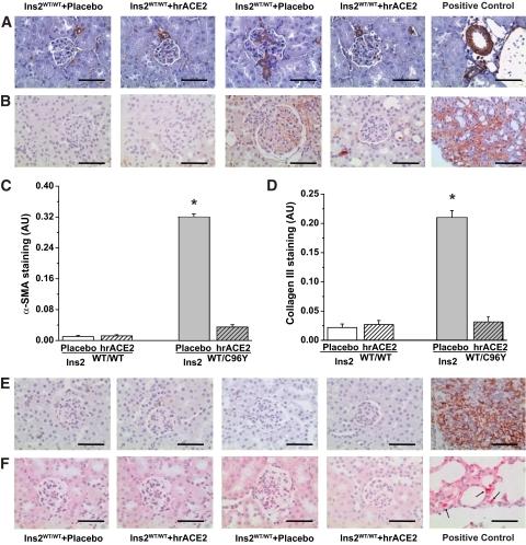 https://cdn.ncbi.nlm.nih.gov/pmc/blobs/3c02/2809962/f35583c49376/zdb0021060060003.jpg