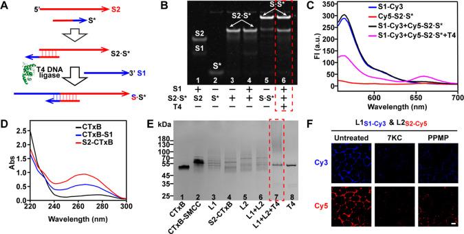 https://cdn.ncbi.nlm.nih.gov/pmc/blobs/3c03/11503886/eac8121ed947/im3c00109_0001.jpg
