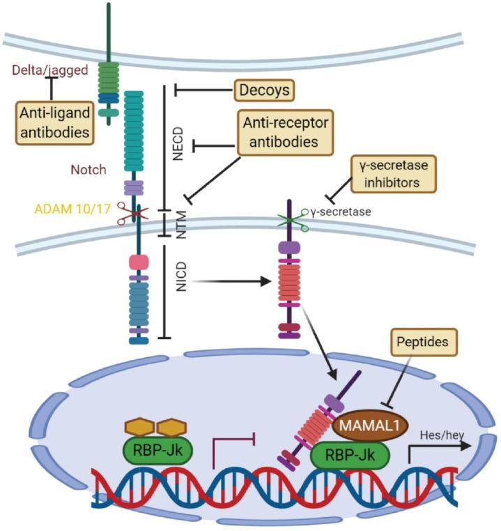 https://cdn.ncbi.nlm.nih.gov/pmc/blobs/3c03/7929780/1852f5a122ea/can-15-1176fig7.jpg