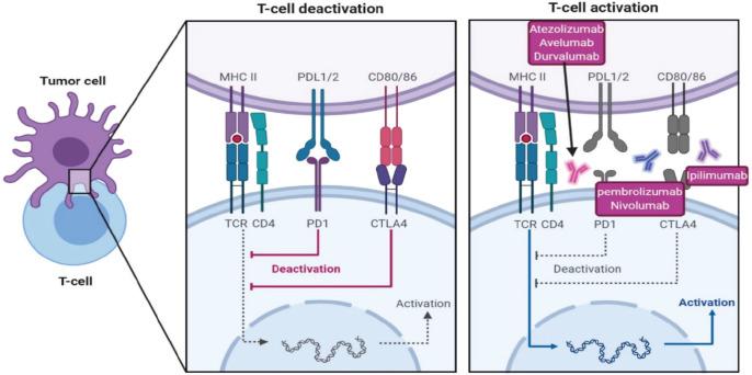 https://cdn.ncbi.nlm.nih.gov/pmc/blobs/3c03/7929780/767ef6b6c4fb/can-15-1176fig4.jpg
