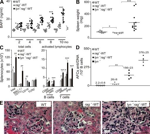 https://cdn.ncbi.nlm.nih.gov/pmc/blobs/3c05/2916124/50853c90232a/JEM_20100086_RGB_Fig4.jpg