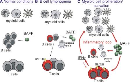 https://cdn.ncbi.nlm.nih.gov/pmc/blobs/3c05/2916124/6122e979456f/JEM_20100086_RGB_Fig8.jpg