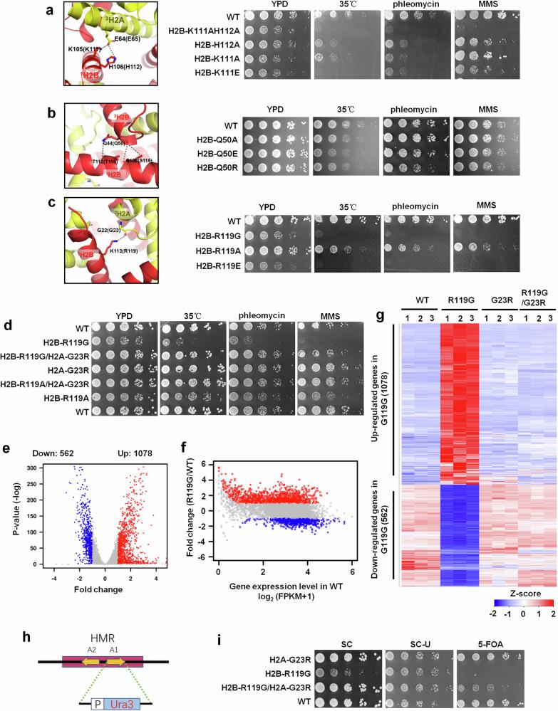 https://cdn.ncbi.nlm.nih.gov/pmc/blobs/3c07/11442585/db7be22c3132/41422_2024_1009_Fig4_HTML.jpg