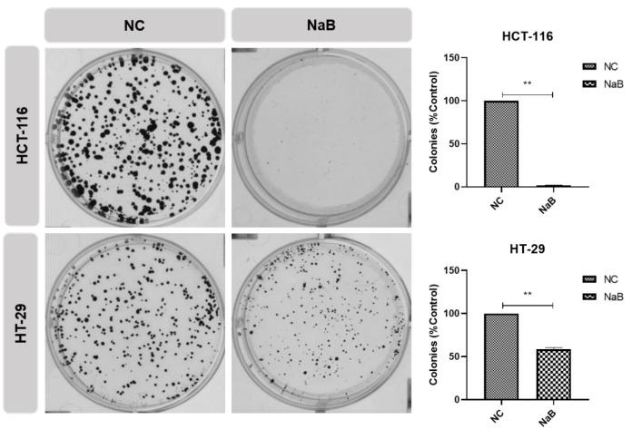 https://cdn.ncbi.nlm.nih.gov/pmc/blobs/3c08/12389482/59e4f1b635a2/pharmaceuticals-18-01171-g006.jpg