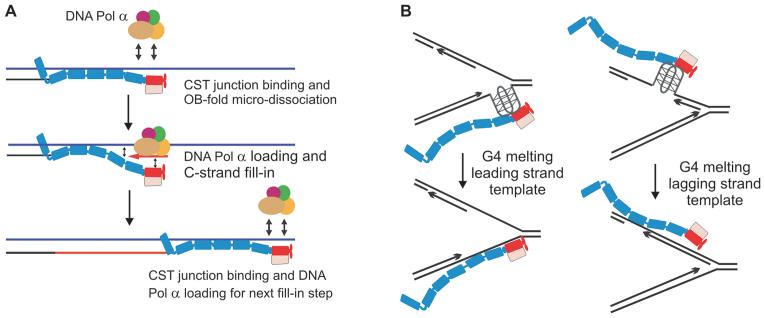 https://cdn.ncbi.nlm.nih.gov/pmc/blobs/3c08/5716219/293a96a73d2c/gkx878fig7.jpg