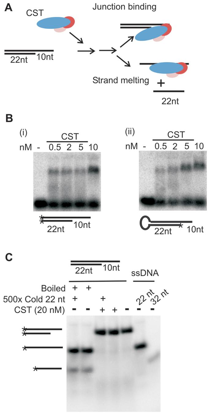 https://cdn.ncbi.nlm.nih.gov/pmc/blobs/3c08/5716219/2d2058e8ed5b/gkx878fig2.jpg