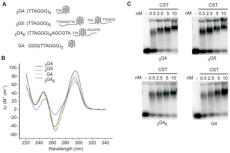 https://cdn.ncbi.nlm.nih.gov/pmc/blobs/3c08/5716219/67a507a466bd/gkx878fig4.jpg