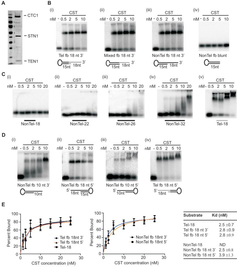 https://cdn.ncbi.nlm.nih.gov/pmc/blobs/3c08/5716219/c82d02fccdac/gkx878fig1.jpg