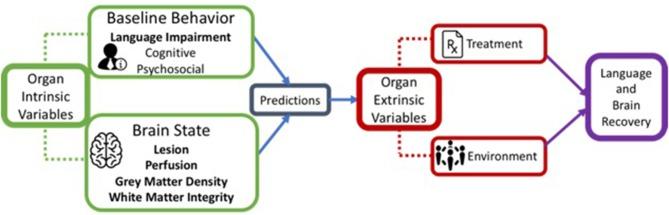 https://cdn.ncbi.nlm.nih.gov/pmc/blobs/3c09/6454116/322be9f3559e/fneur-10-00295-g0001.jpg