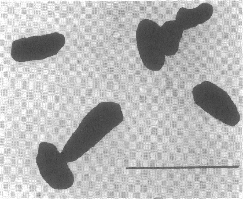 https://cdn.ncbi.nlm.nih.gov/pmc/blobs/3c0a/216678/2a01fda7873d/jbacter00276-0228-a.jpg