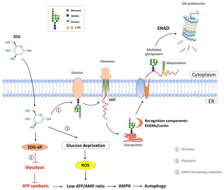 https://cdn.ncbi.nlm.nih.gov/pmc/blobs/3c0c/9331968/83edc749b00e/ijms-23-08251-g006.jpg