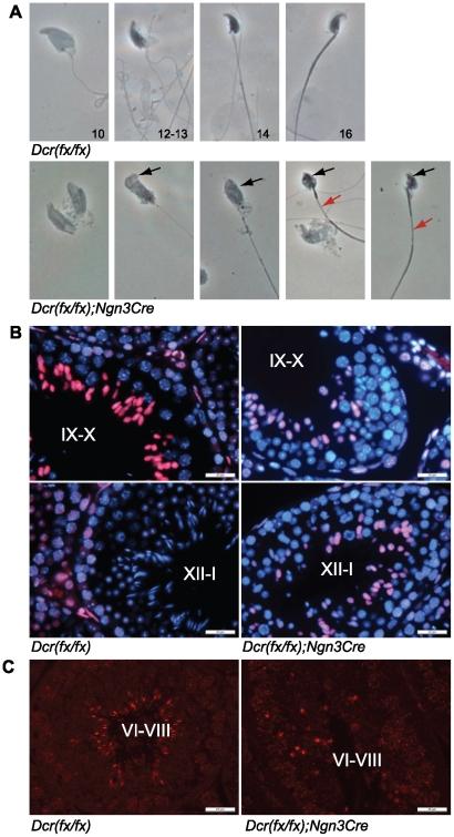 https://cdn.ncbi.nlm.nih.gov/pmc/blobs/3c0e/3174967/7ed0be01f3bc/pone.0024821.g004.jpg