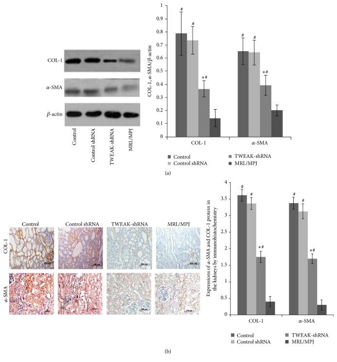 https://cdn.ncbi.nlm.nih.gov/pmc/blobs/3c10/4913011/fdffc9aee7dc/MI2016-8986451.004.jpg