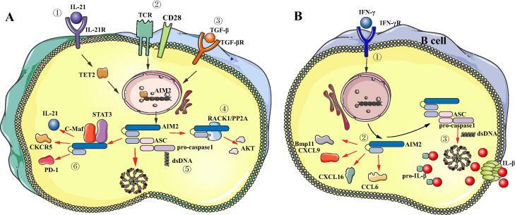 https://cdn.ncbi.nlm.nih.gov/pmc/blobs/3c12/10703620/2226b0a48a90/gr3.jpg