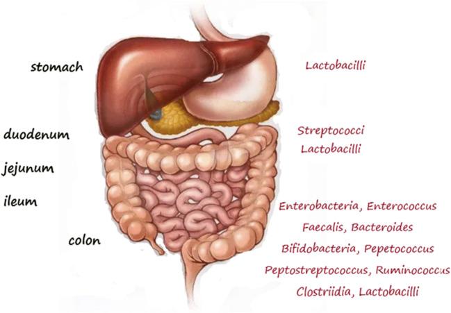 https://cdn.ncbi.nlm.nih.gov/pmc/blobs/3c12/8516783/dafdb44a84ba/12011_2021_2578_Fig3_HTML.jpg